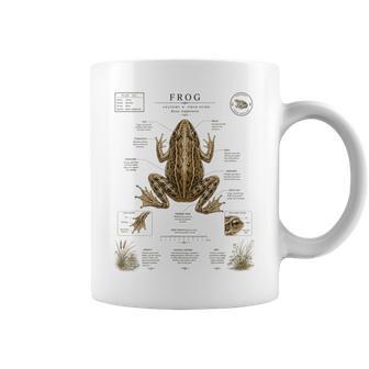 Diagrama De Guía De Campointage Anatomía Rana Arte De La Naturaleza Taza de café - Regaloses
