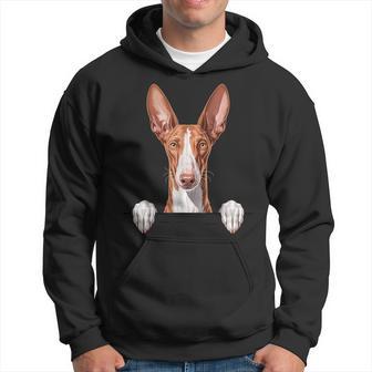 Sabueso Ibicenco Divertido Peeking Podenco Amante De Los Perros Ibicenco Sudadera - Regaloses